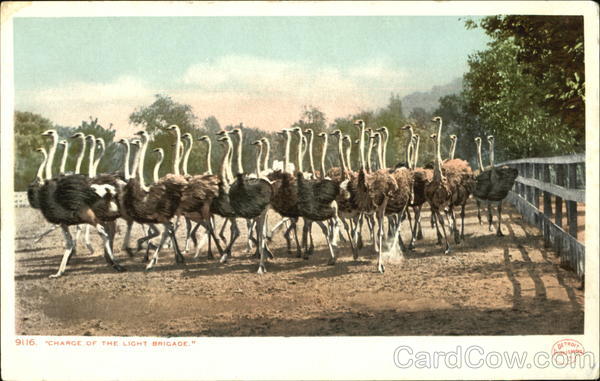 Charge Of The Light Brigade Ostriches