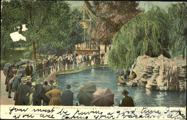Sea Lions, Lincoln Park Chicago Illinois