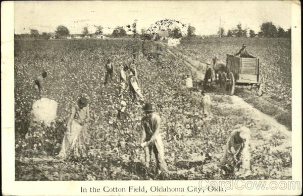In The Cotton Field Oklahoma City