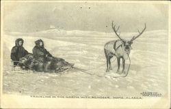 Traveling In The North With Reindeer Postcard