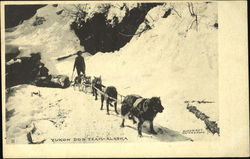 Yukon Dog Team Postcard