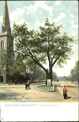 Harvard University The Washington Elm Cambridge, MA Postcard Postcard