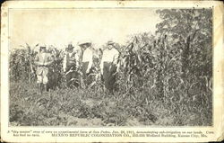 Crop of corn on experimental farm Postcard