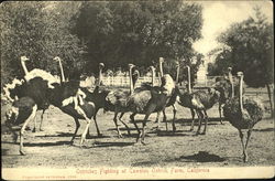 Ostriches Fighting, Cawston Ostrich Farm Postcard