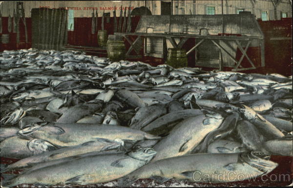 Columbia River Salmon Catch Fish