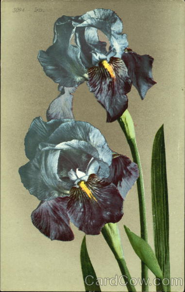 Iris Flowers