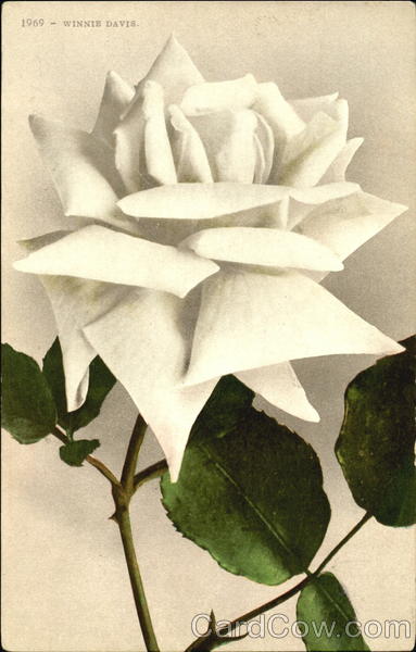 Winnie Davis Flowers