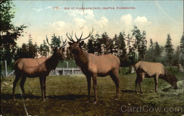 Elk At Woodland Park Seattle Washington
