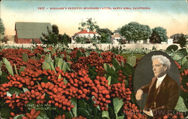 Burbank's Fruitful Spineless Cactus Santa Rosa California