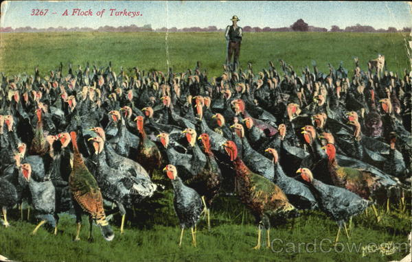 A Flock Of Turkeys Birds