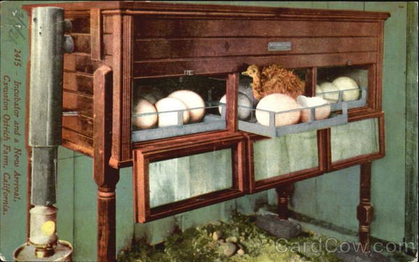 Incubator And A New Arrival, Cawston Ostrich Farm Pasadena California