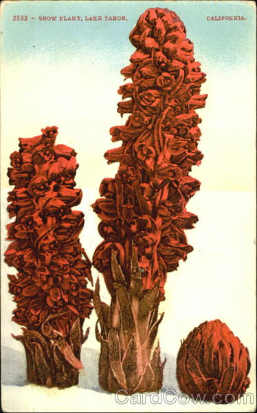 Snow Plant Lake Tahoe California