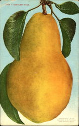 Bartlett Pear Fruit Postcard Postcard