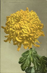 Chrysanthemum Yellow Flowers Postcard Postcard