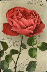 Papa Gontier Flowers Postcard Postcard