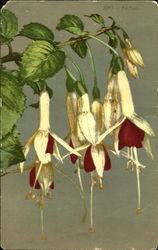 Fuchsias Postcard