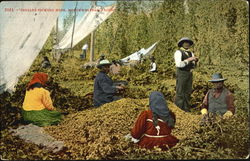 Indians Picking Hops Postcard