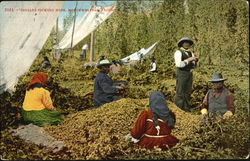 Indians Picking Hops Native Americana Postcard Postcard