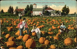 Pumpkin Field On A Western Ranch Postcard