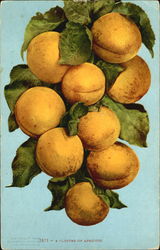 A Cluster Of Apricots Postcard