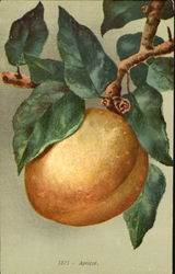 Apricot Fruit Postcard Postcard