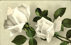 Makis Van Houtte Flowers Postcard Postcard