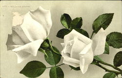 Makis Van Houtte Postcard