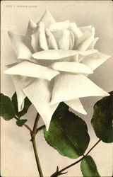 Winnie Davis Postcard
