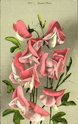 Sweet Peas Postcard