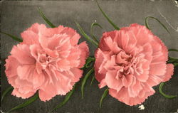 Fine Carnations Flowers Postcard Postcard