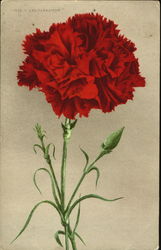 Red Carnation Flowers Postcard Postcard