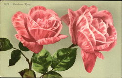 Rainbow Rose Flowers Postcard Postcard
