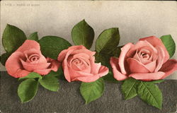 Panel Of Roses Flowers Postcard Postcard