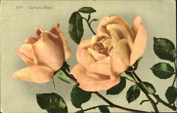 Safrano Rose Postcard