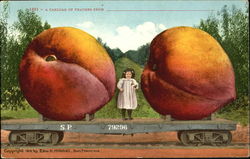 A Carload Of Peaches Postcard