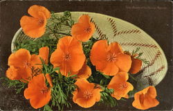 Basket Of California Poppies Postcard