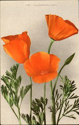 The California Poppy Postcard