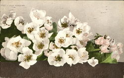Pear Blossoms Postcard