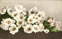 Pear Blossoms Flowers Postcard Postcard