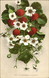Strawberries And Blossoms Postcard