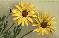 Yellow Marguerite Postcard