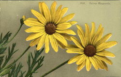 Yellow Marguerite Flowers Postcard Postcard