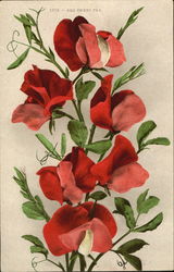 Red Sweet Pea Flowers Postcard Postcard