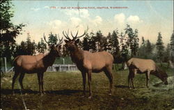 Elk At Woodland Park Seattle, WA Postcard Postcard