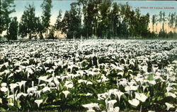A Field Of Calla Lilies Postcard