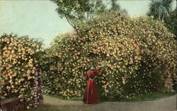 Thousands Of Gold Of Ophir Roses Flowers Postcard Postcard