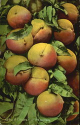 A Cluster Of Peaches Fruit Postcard Postcard