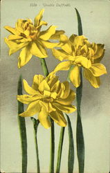 Double Daffodil Flowers Postcard Postcard