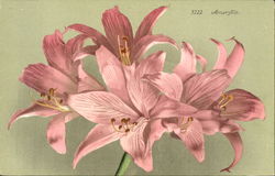 Amaryllis Flowers Postcard Postcard