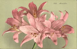 Amaryllis Postcard